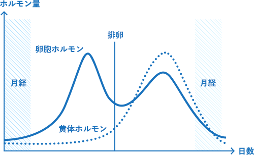 女性ホルモン分泌量の変化