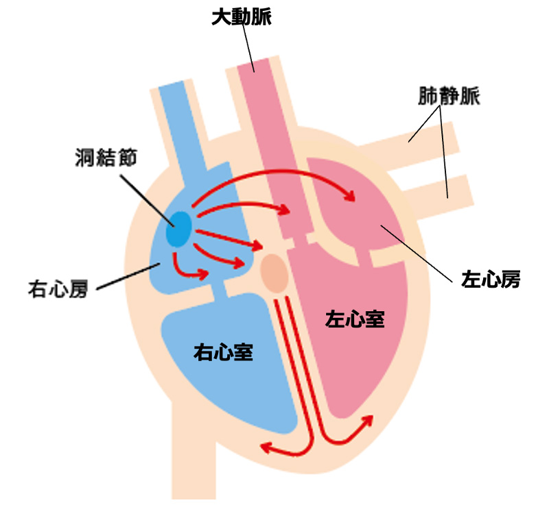 図2：電気信号で拍動する仕組み