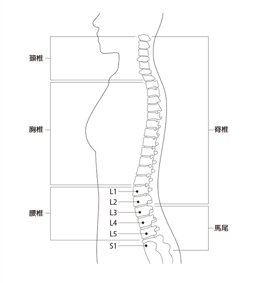 腰椎椎間板ヘルニアとは？