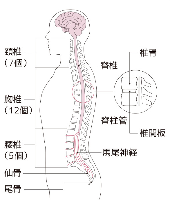症 脊椎 管 狭窄 脊柱管狭窄症とは？症状～原因～治療～手術～リハビリ全知識
