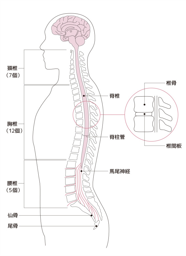 尾骨 どこ