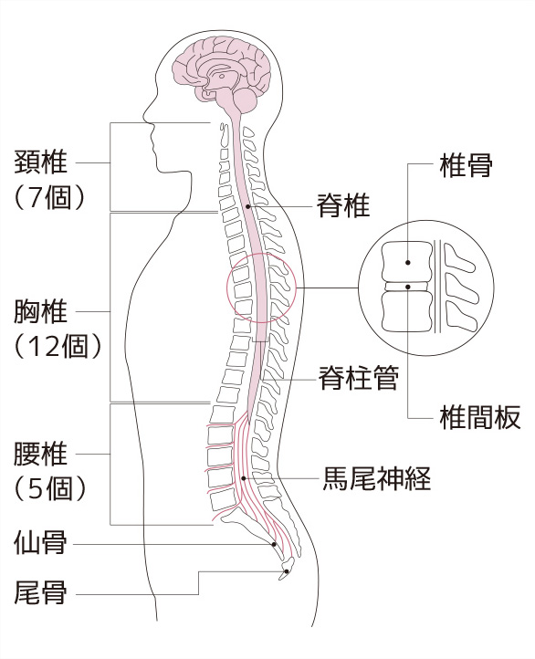 骨折 尾てい骨