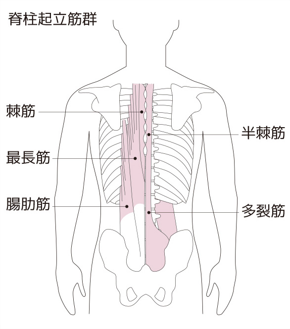 腰痛改善ストレッチ ツボ押しなど 自宅で行える5つのおすすめ対策 腰の痛み 痛みwith