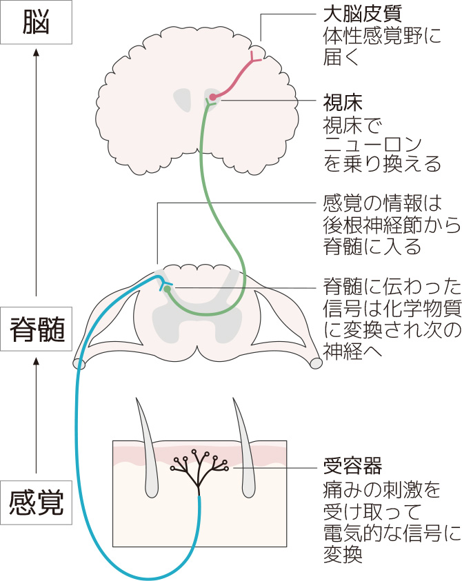 性 防御 筋