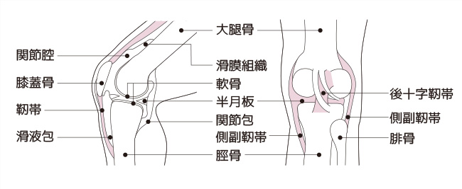 膝関節のしくみ