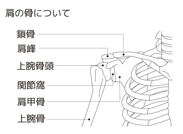 肩関節の損傷と肩関節唇損傷 腱板断裂 肩の痛みの種類 肩の痛み 痛みwith
