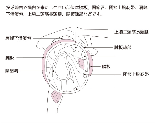 投球動作による肩関節の変化