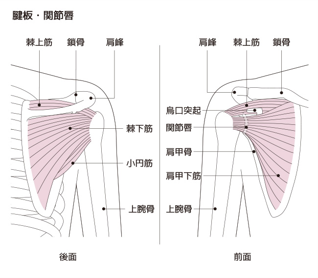 野球肩の種類