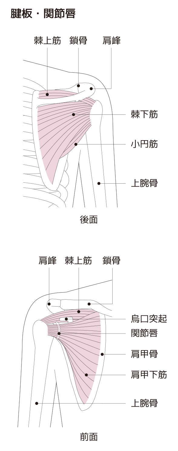 野球肩の症状 原因と予防法 自分でできるストレッチ トレーニングガイド スポーツによる慢性の痛み 痛みwith