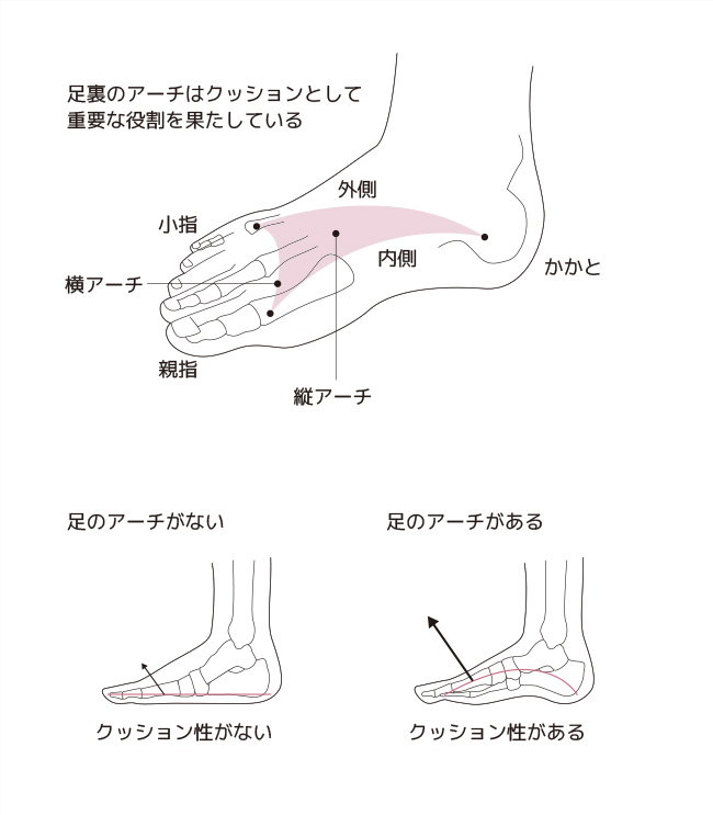 足裏のアーチはクッションとして重要な役割を果たしている