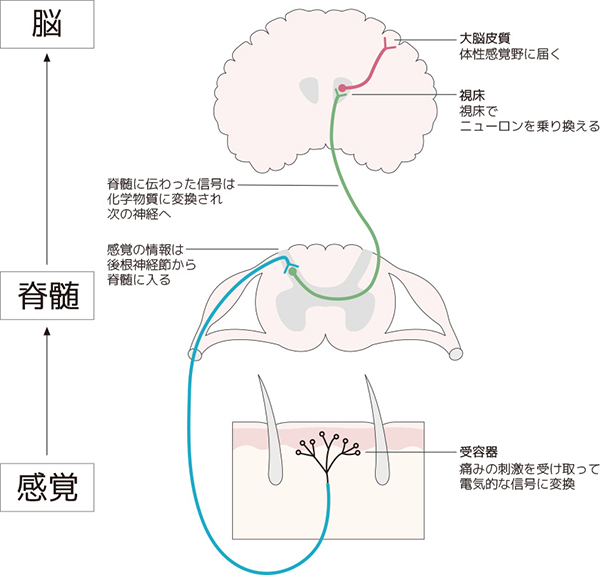 低周波治療が痛みに効くしくみ ゲートコントロール理論と血行促進 電気 低周波治療 痛みwith