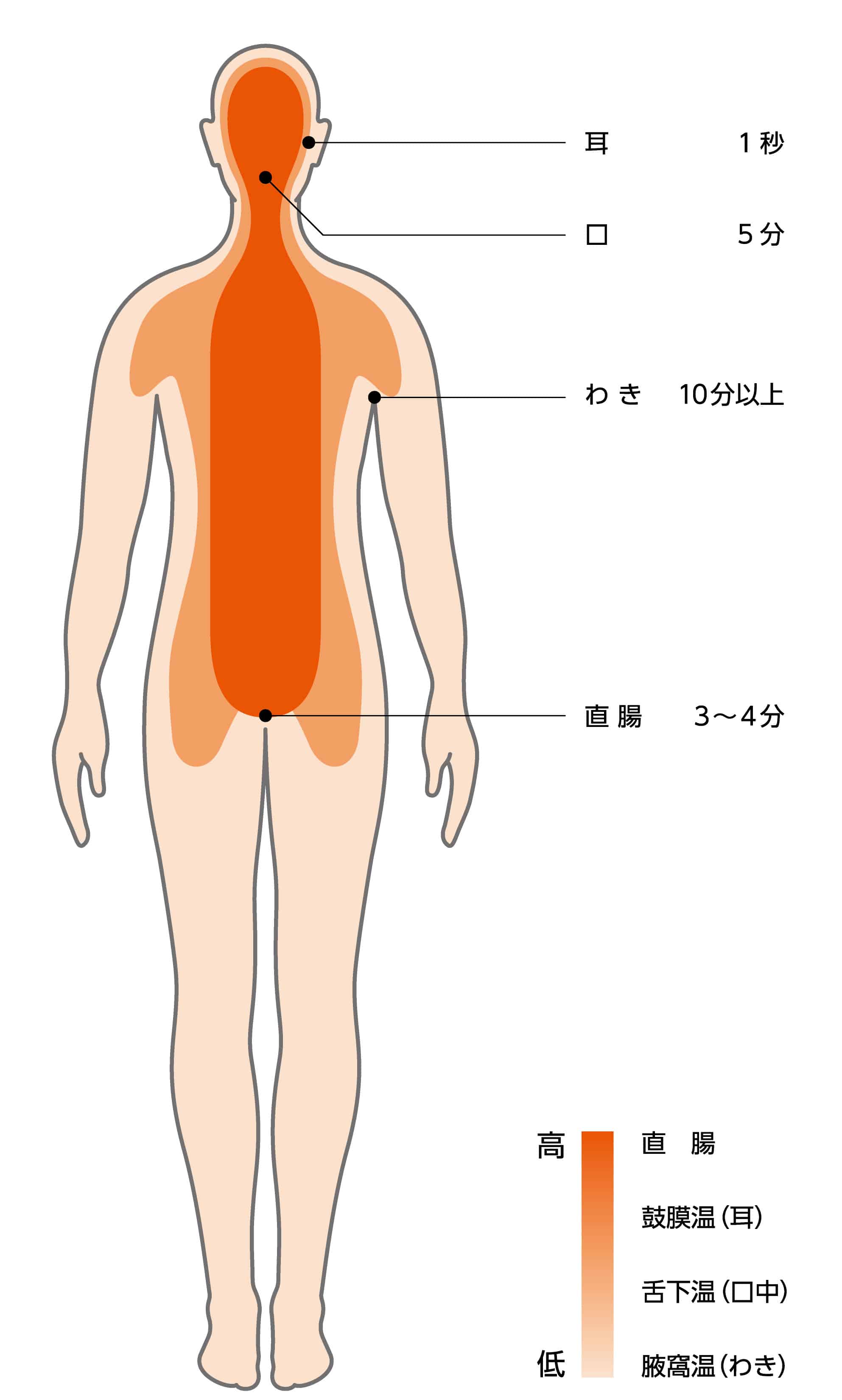 身体の内部の仮想温度分布