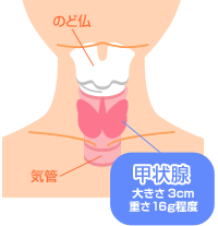 ん 症状 が 甲状腺 甲状腺機能低下症について