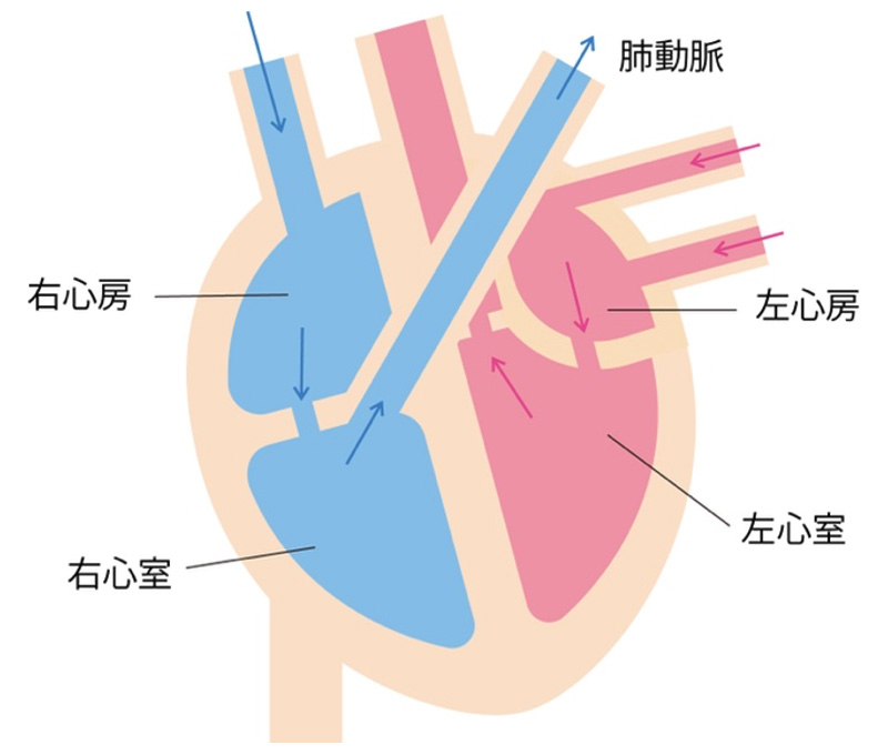 図1：心臓を経由する血液の流れ
