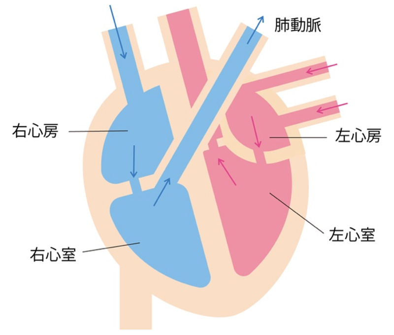 図1:心臓を経由する血液の流れ